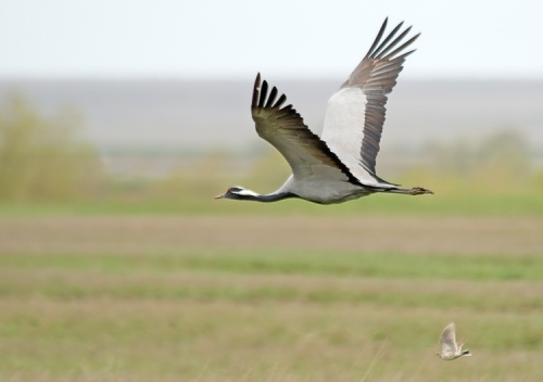 ����� ��������